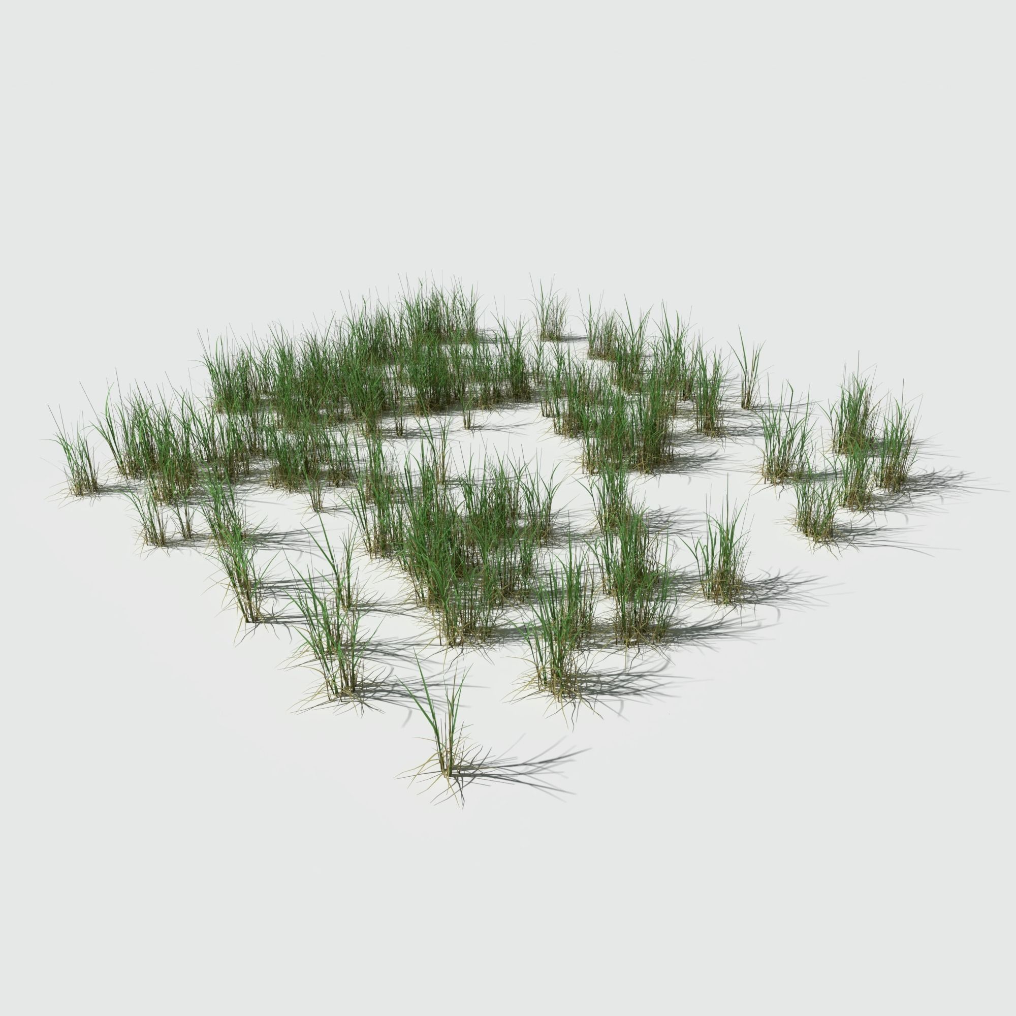 Dry Bent Gras Meadow Patch 3D model_12