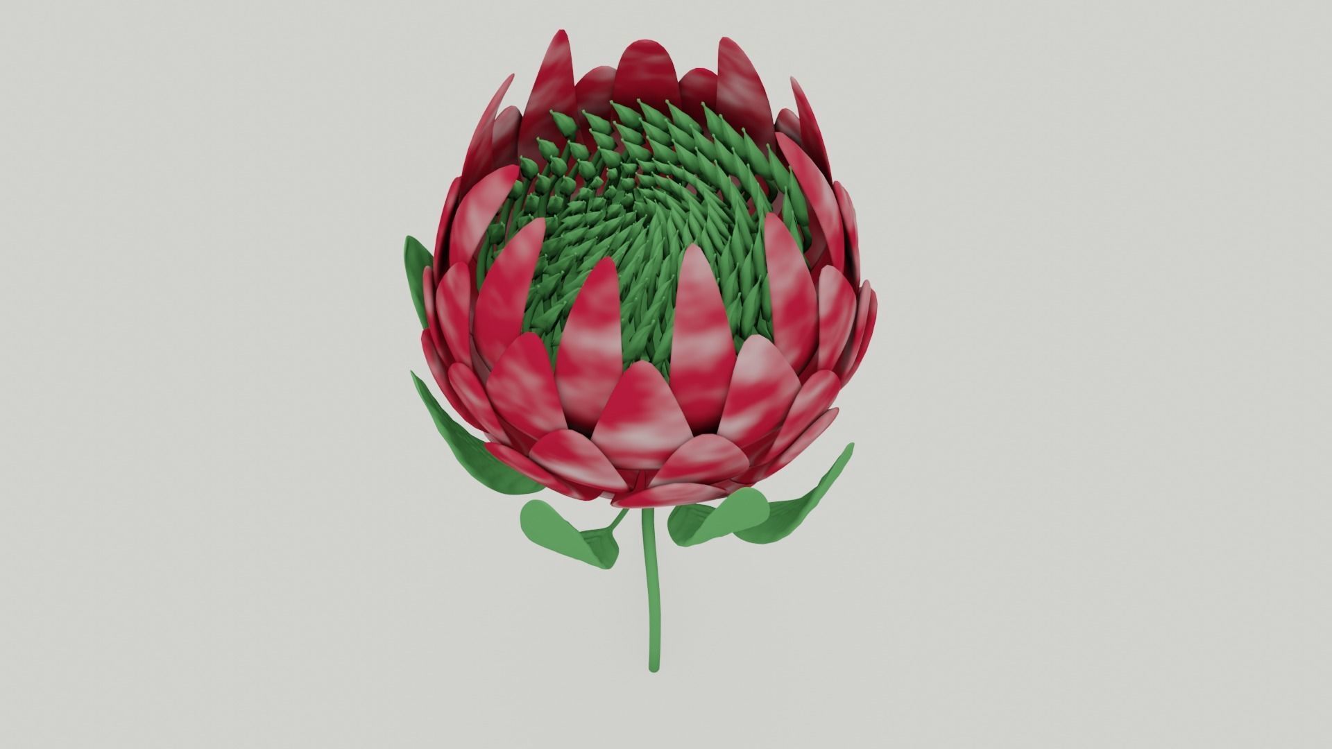 Protea Flower 3D Model Free 3D model_1