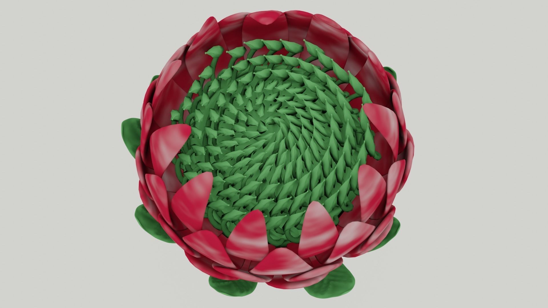 Protea Flower 3D Model Free 3D model_2