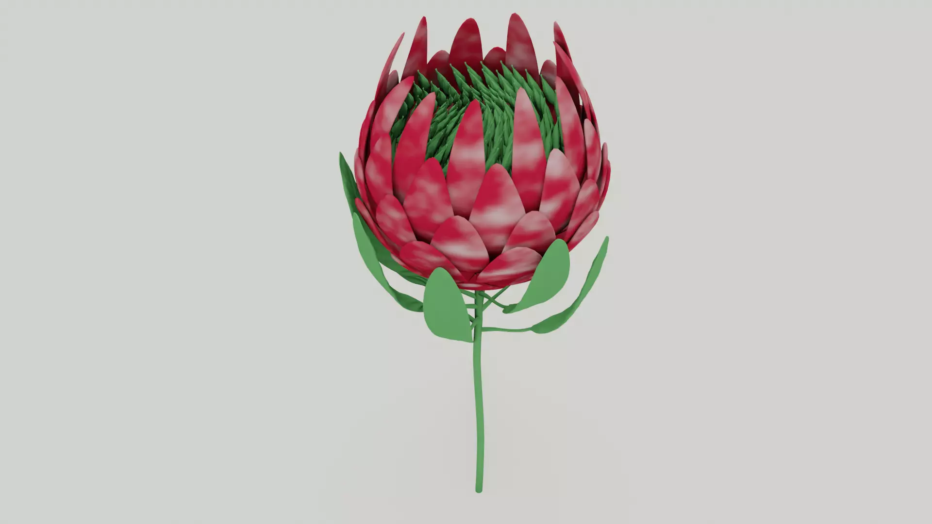 Protea Flower 3D Model Free 3D model_0
