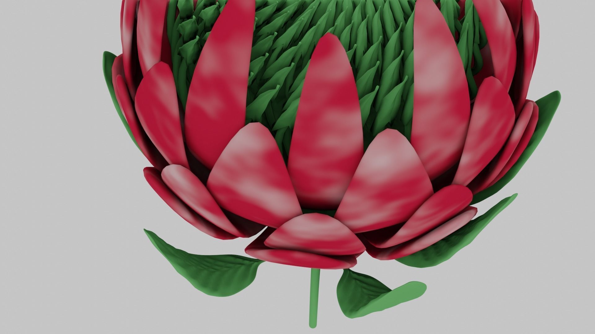 Protea Flower 3D Model Free 3D model_4