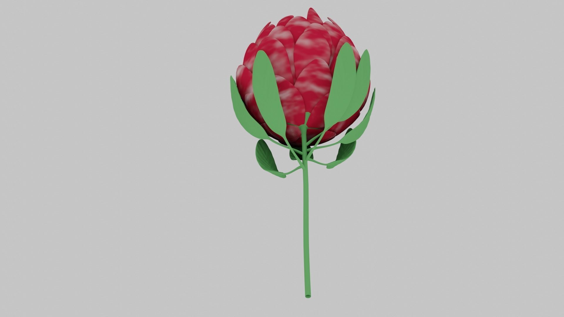 Protea Flower 3D Model Free 3D model_5
