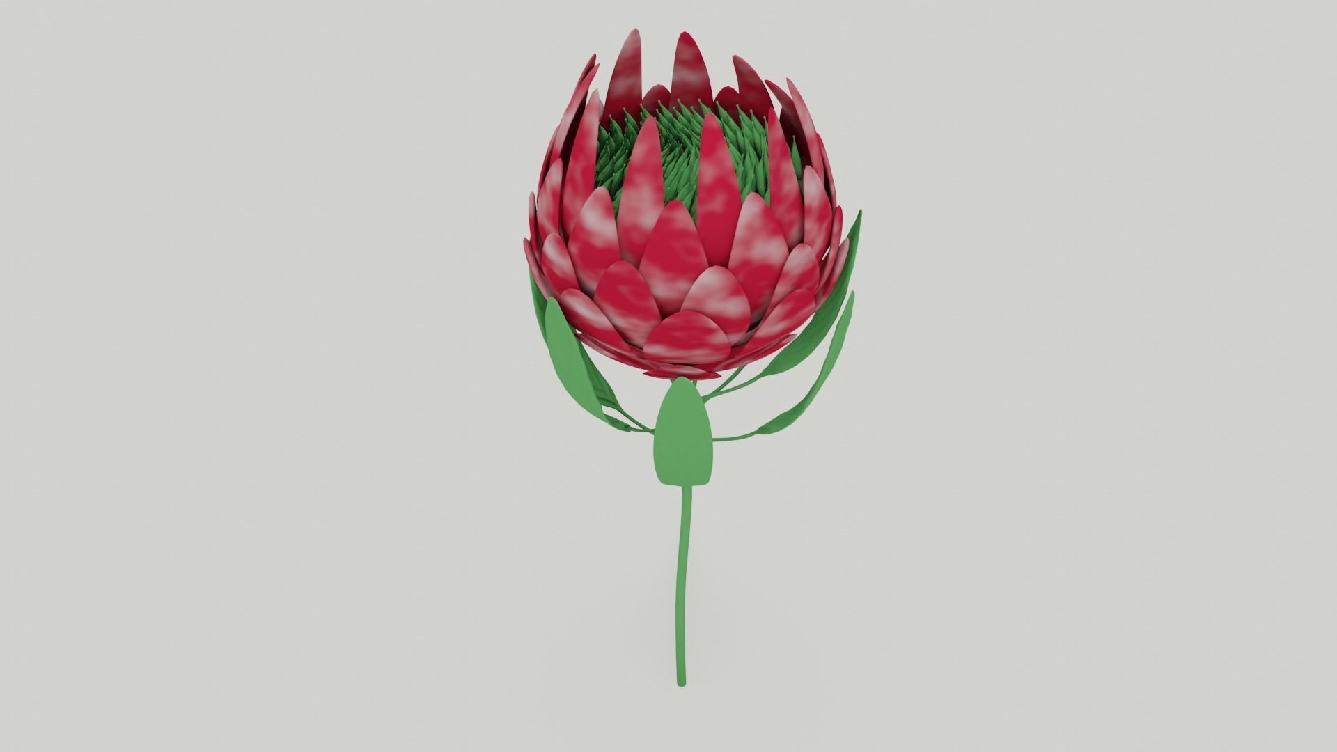 Protea Flower 3D Model Free 3D model_3