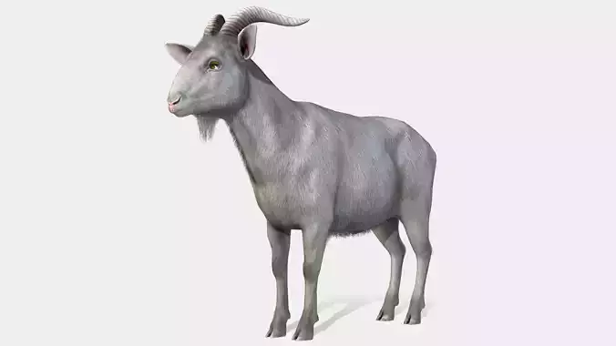 Goat - Male Low-poly 3D model