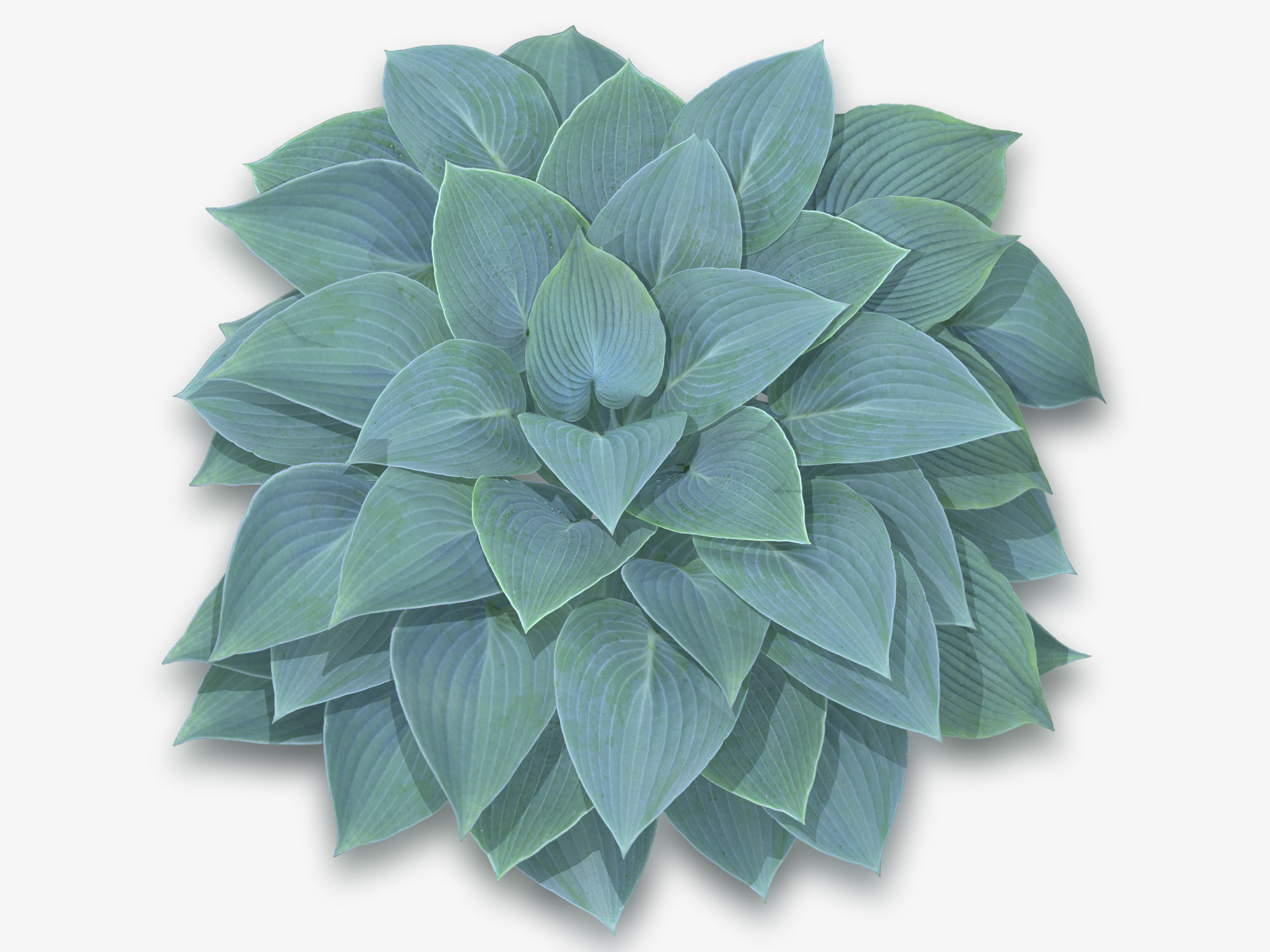 Hosta Stone Low-poly 3D model_11