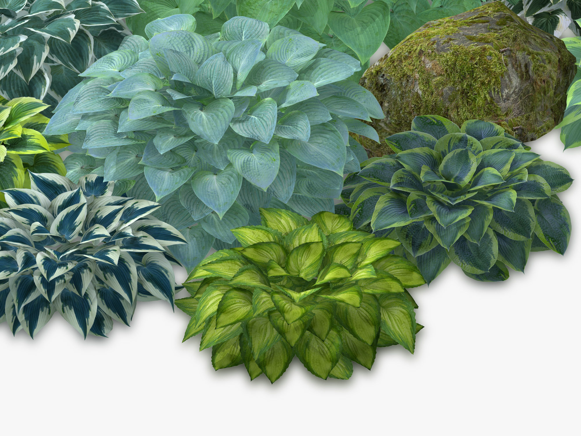 Hosta Stone Low-poly 3D model_22