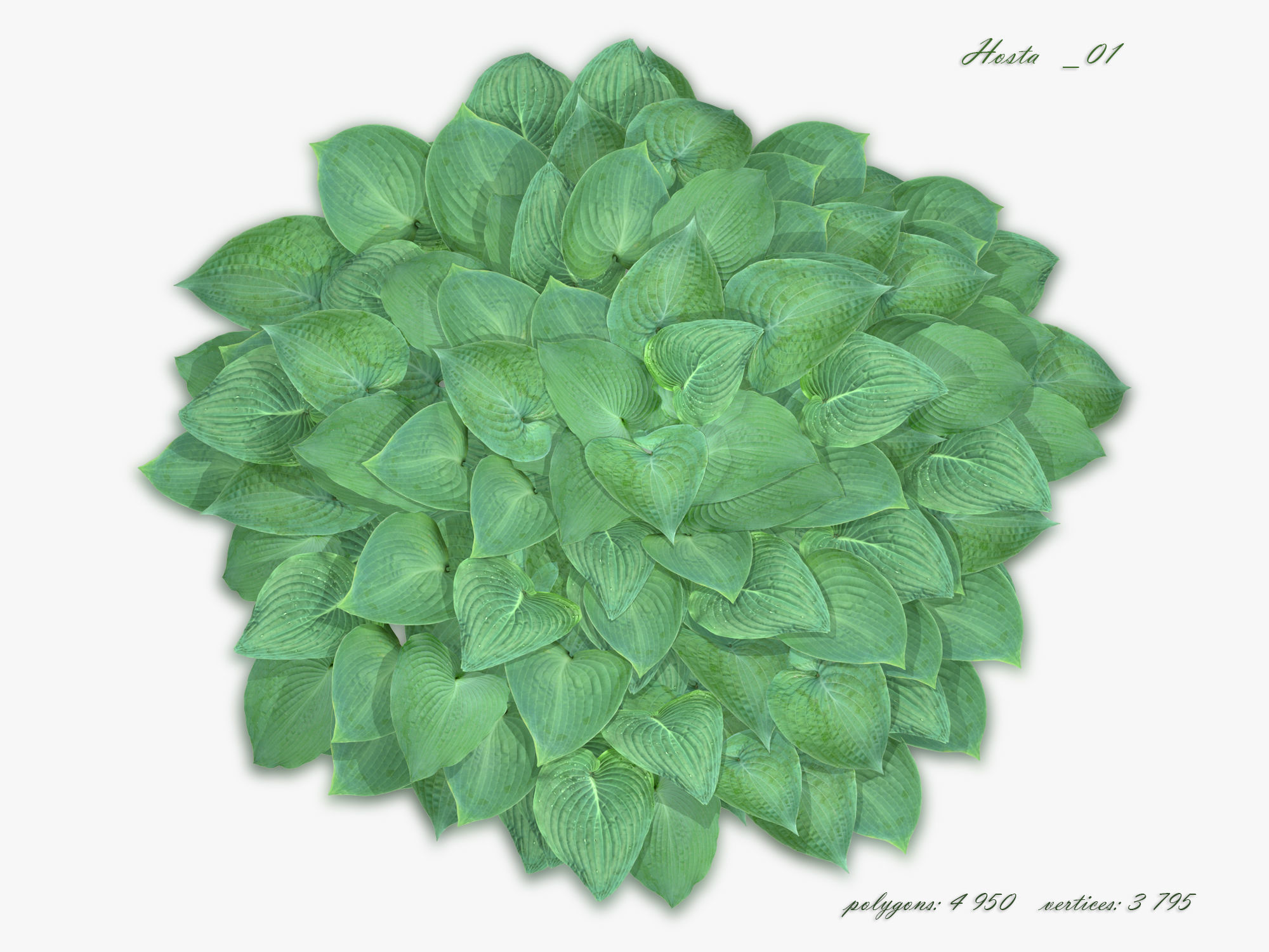 Hosta Stone Low-poly 3D model_1