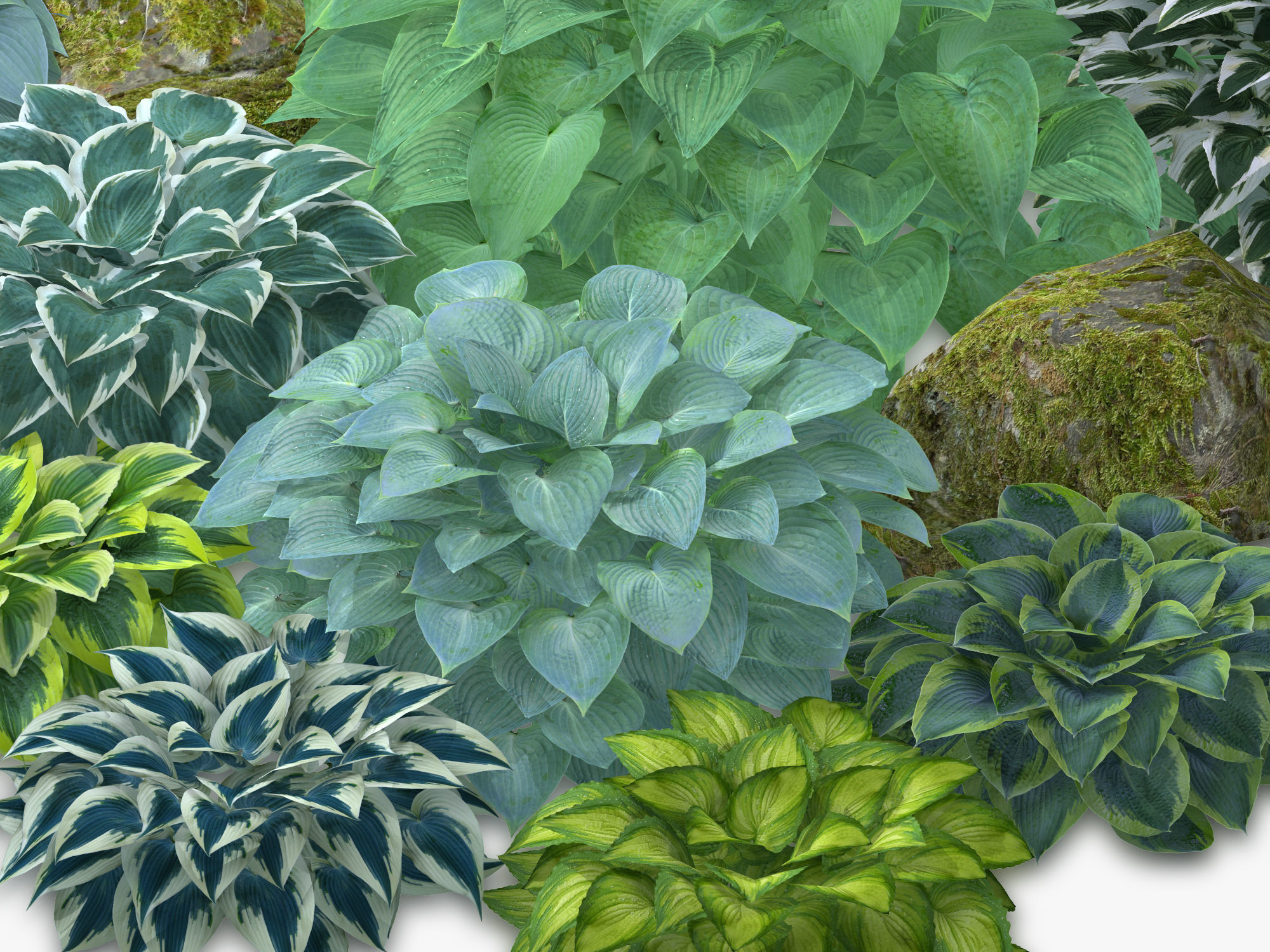 Hosta Stone Low-poly 3D model_21