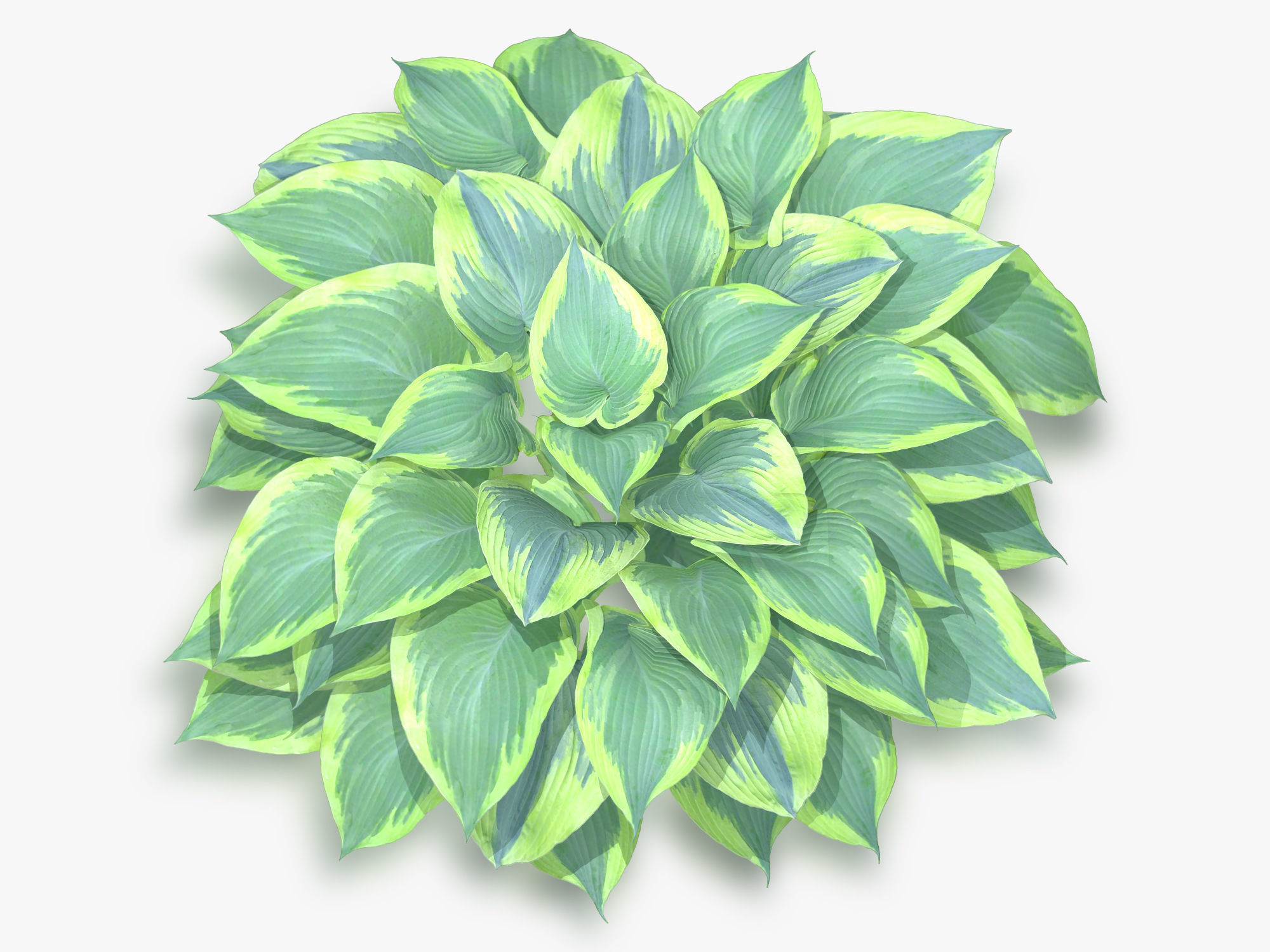 Hosta Stone Low-poly 3D model_9