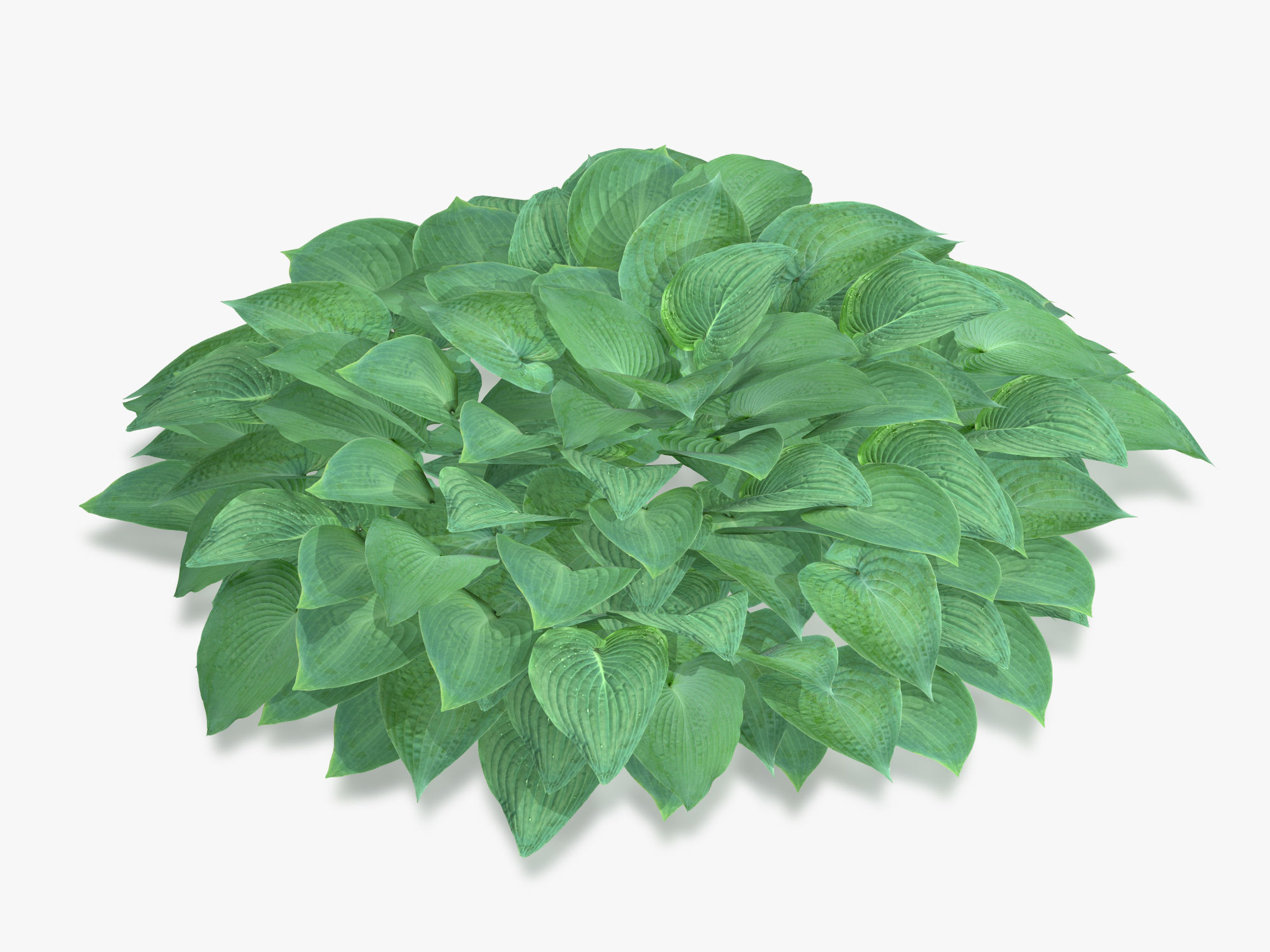 Hosta Stone Low-poly 3D model_2