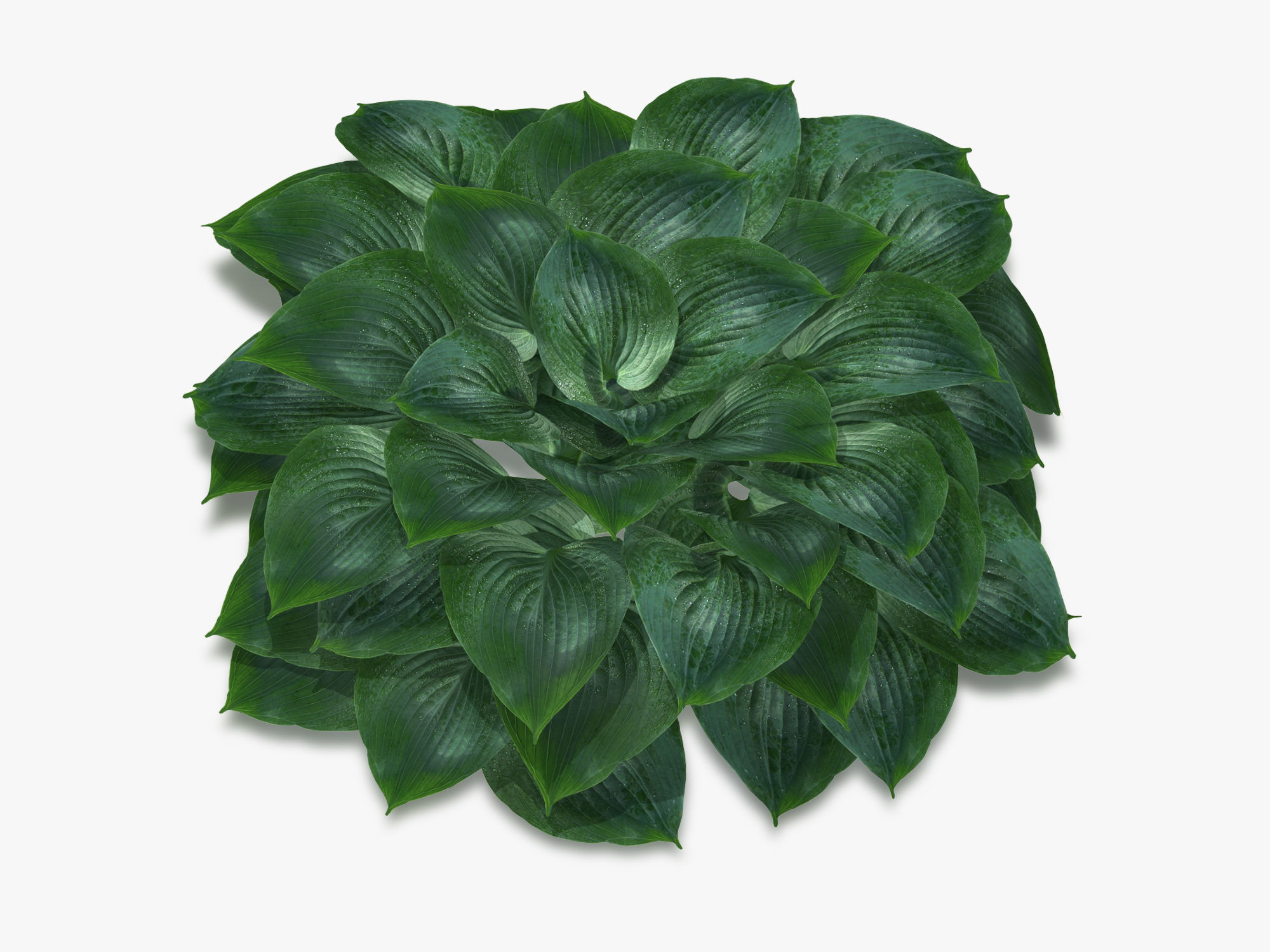 Hosta Stone Low-poly 3D model_7