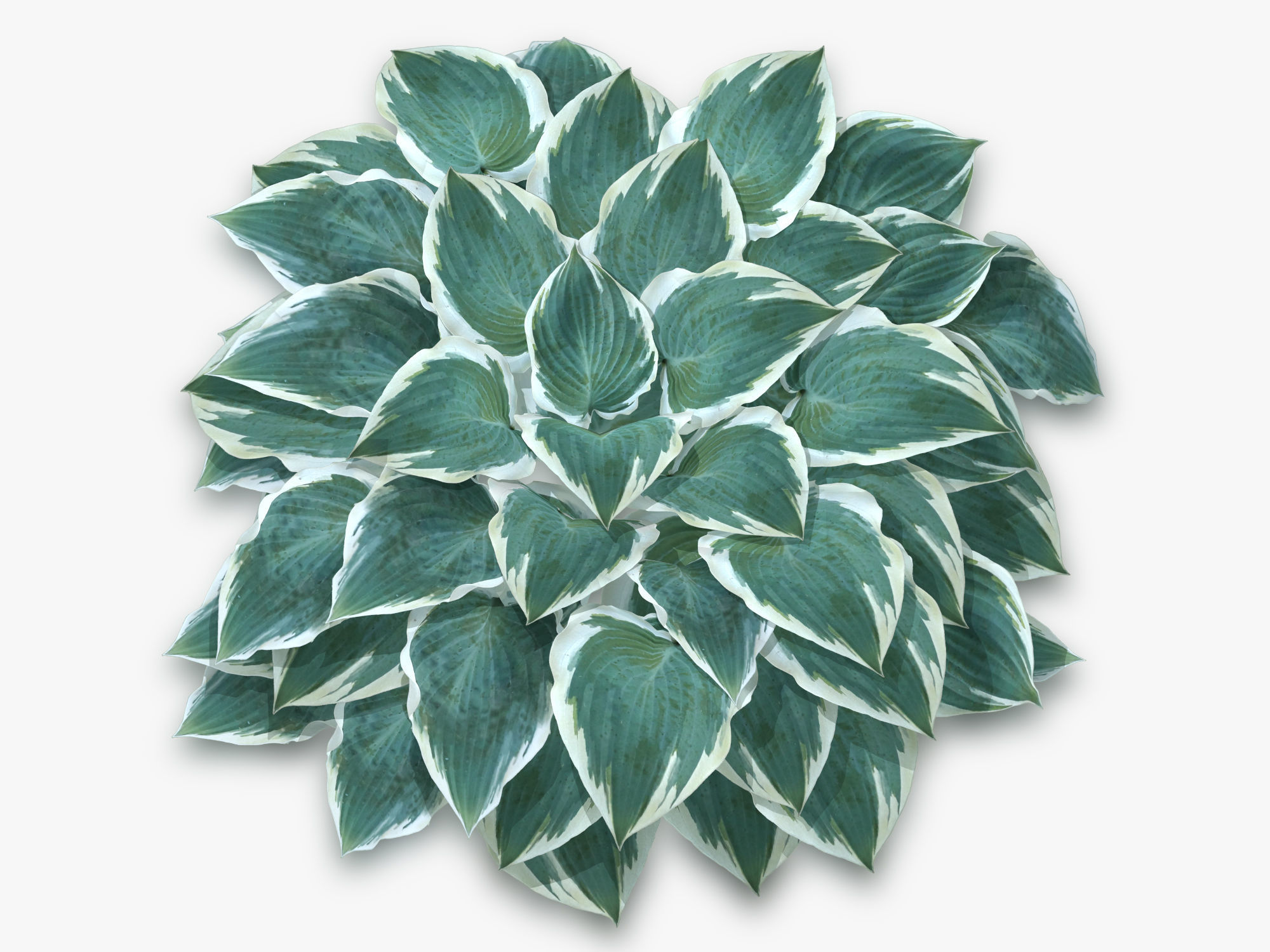 Hosta Stone Low-poly 3D model_14