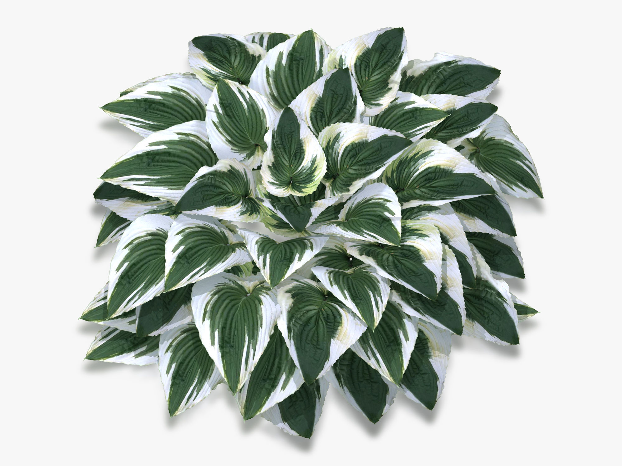 Hosta Stone Low-poly 3D model_8