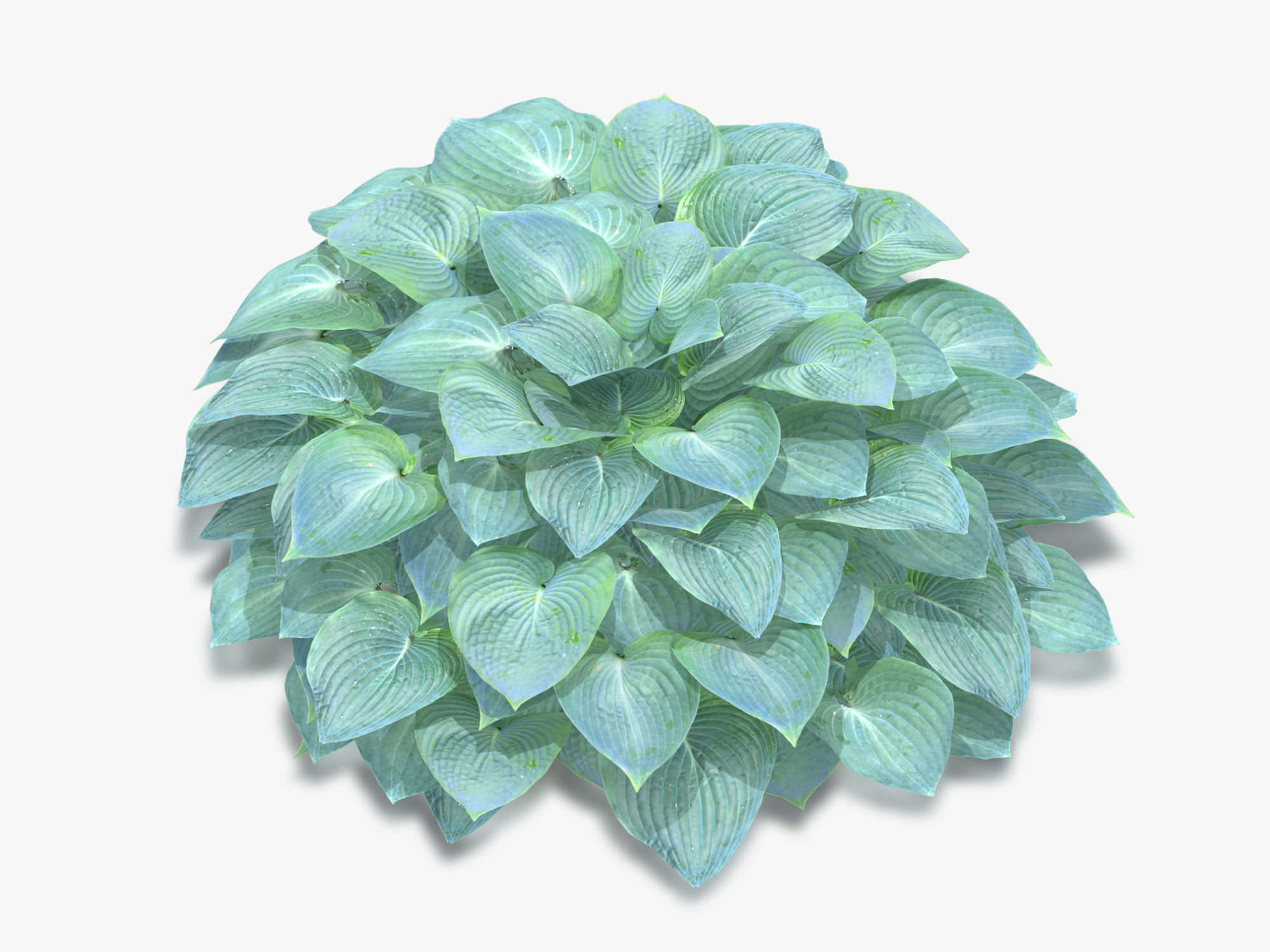 Hosta Stone Low-poly 3D model_5