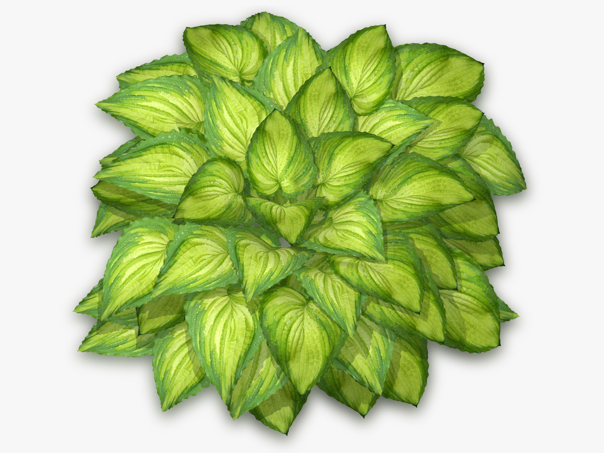 Hosta Stone Low-poly 3D model_12