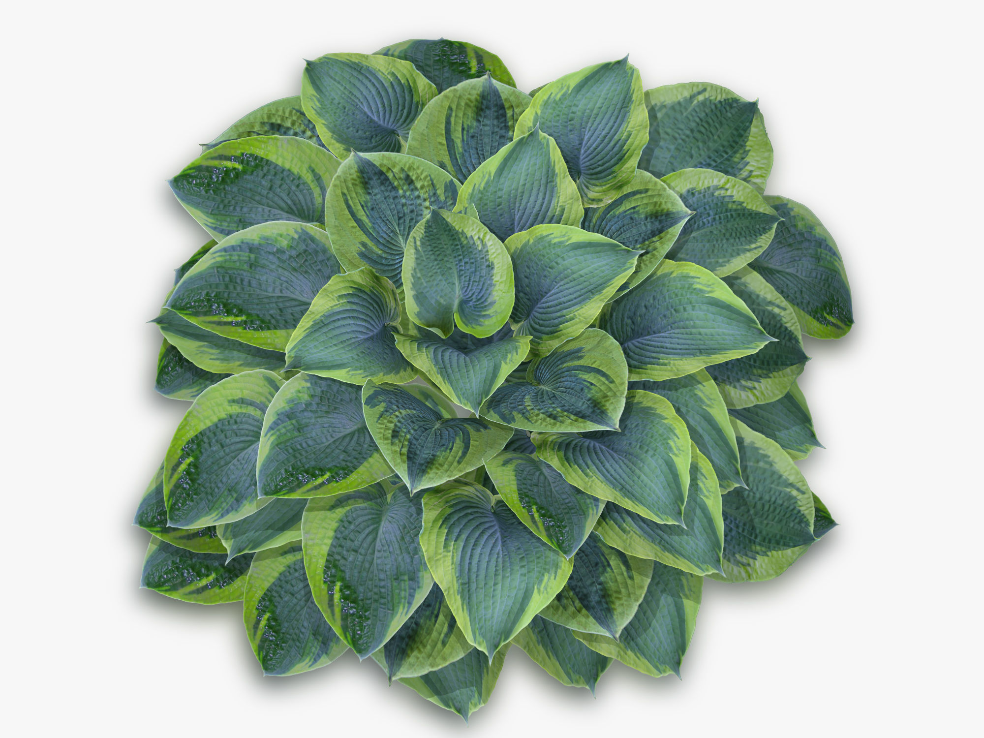 Hosta Stone Low-poly 3D model_10