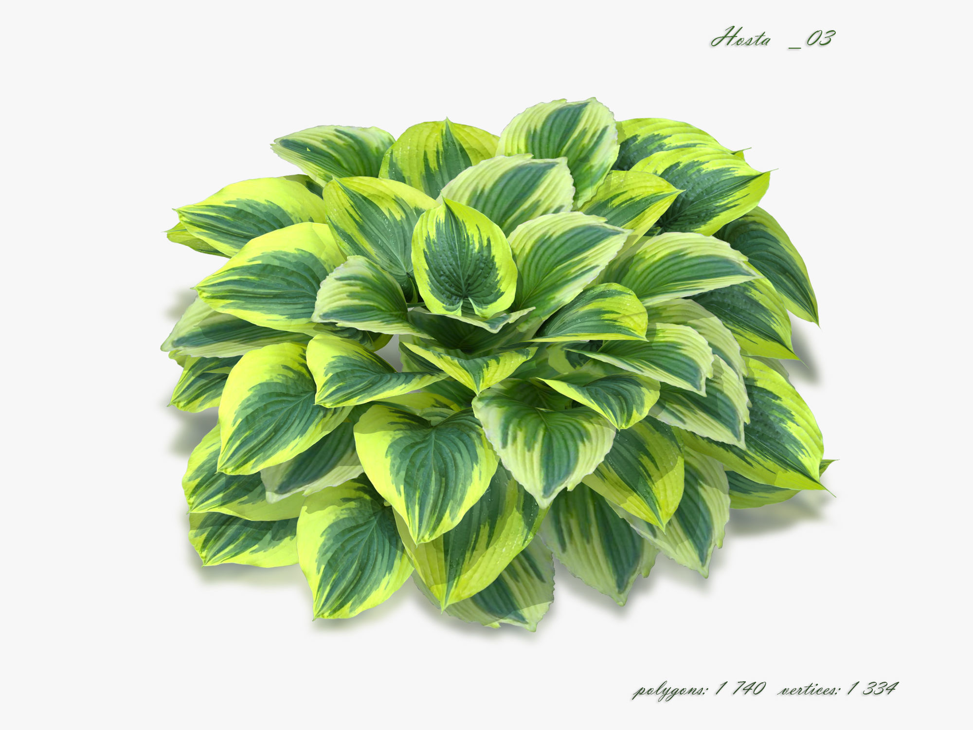 Hosta Stone Low-poly 3D model_6