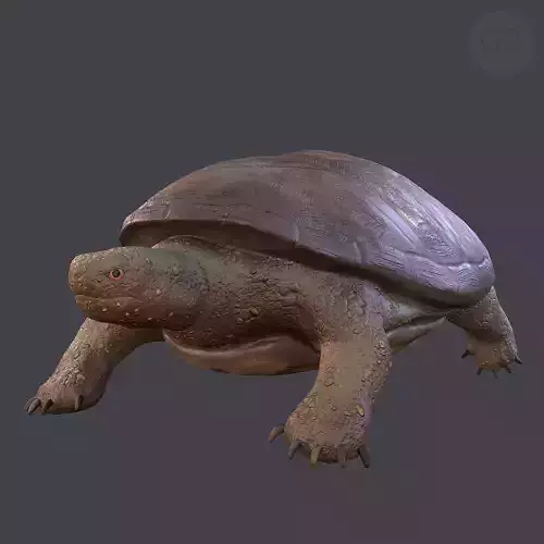 Turtle Free low-poly 3D model