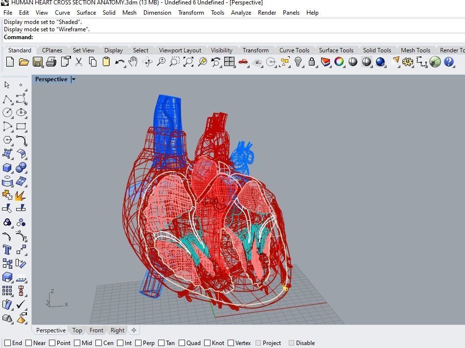 HUMAN HEART CROSS SECTION ANATOMY 3D model_11