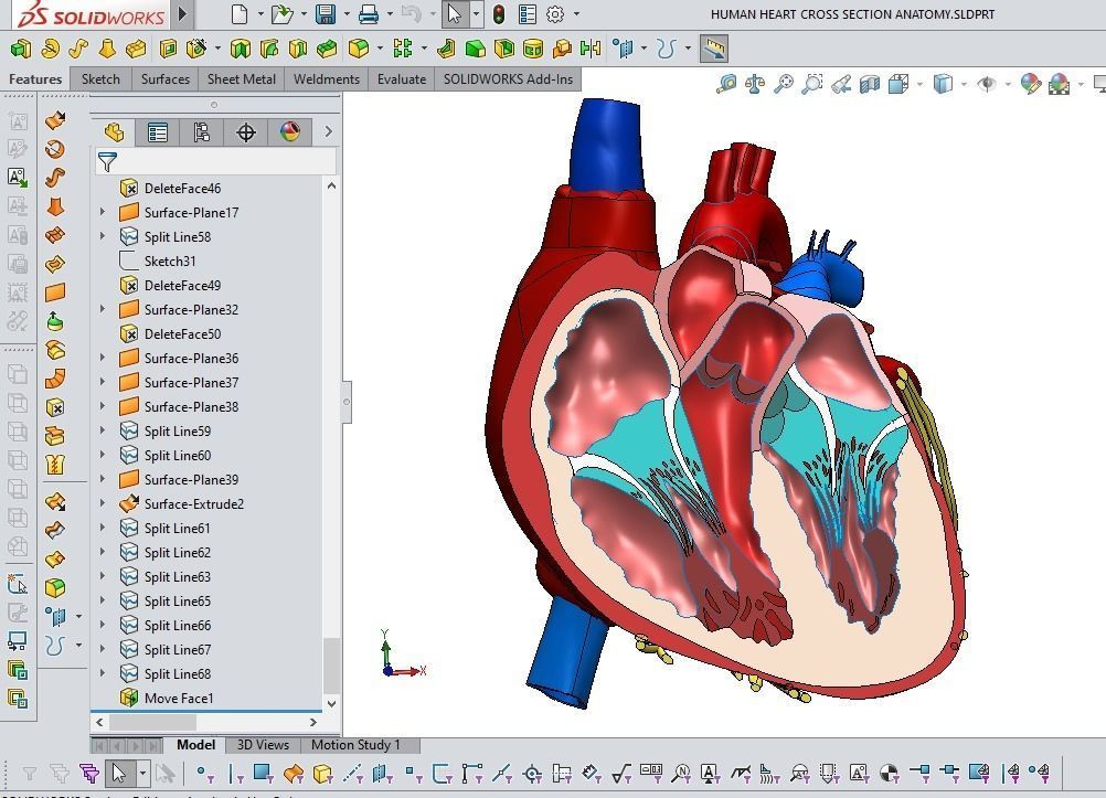 HUMAN HEART CROSS SECTION ANATOMY 3D model_6