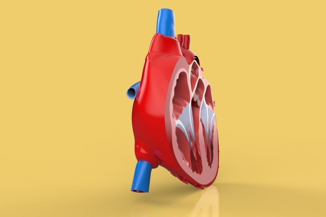 HUMAN HEART CROSS SECTION ANATOMY 3D model_4