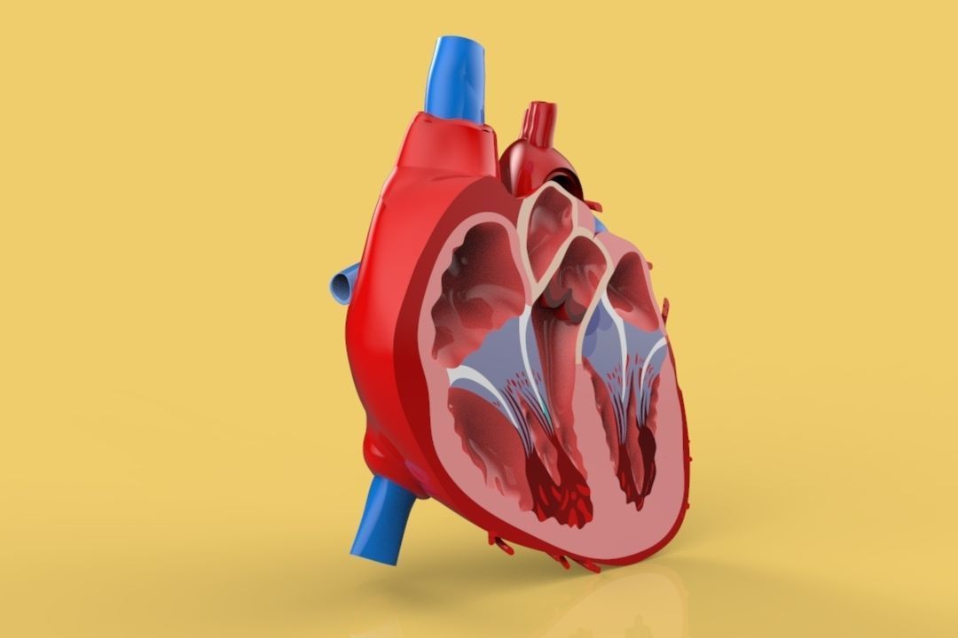 HUMAN HEART CROSS SECTION ANATOMY 3D model_1