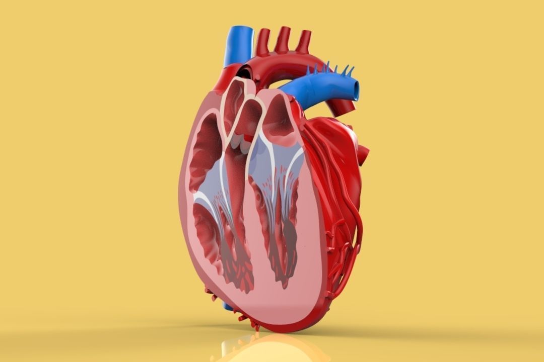 HUMAN HEART CROSS SECTION ANATOMY 3D model_5