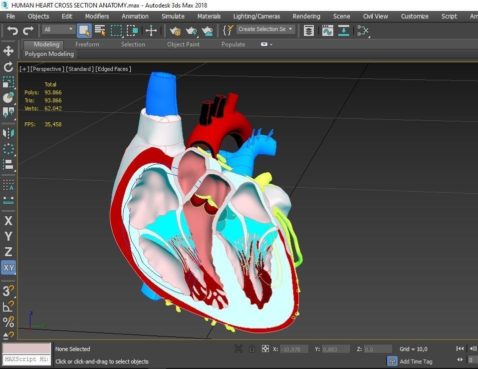 HUMAN HEART CROSS SECTION ANATOMY 3D model_8