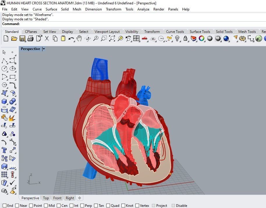 HUMAN HEART CROSS SECTION ANATOMY 3D model_10
