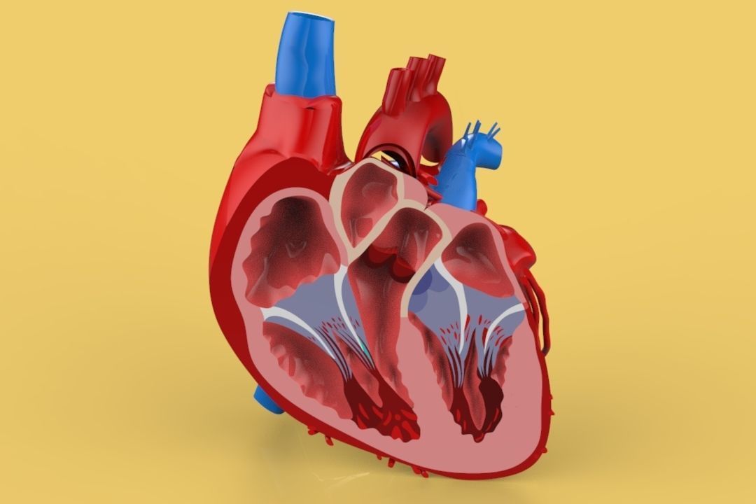 HUMAN HEART CROSS SECTION ANATOMY 3D model_2
