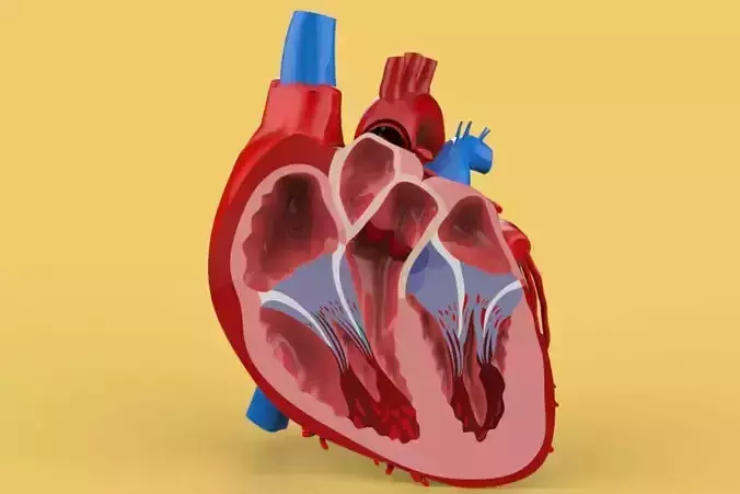 HUMAN HEART CROSS SECTION ANATOMY 3D model