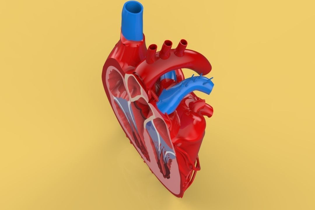 HUMAN HEART CROSS SECTION ANATOMY 3D model_3