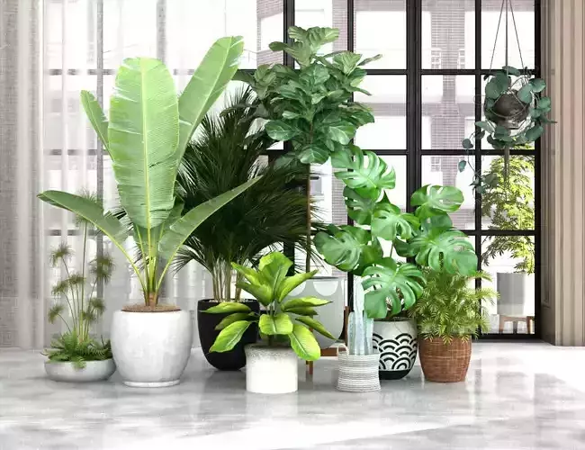 Indoor plants 3D model-01
