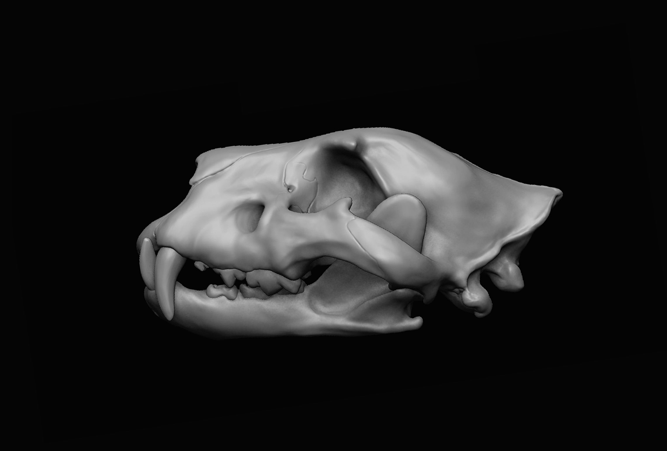Lion Skull 3D print 3D model_4