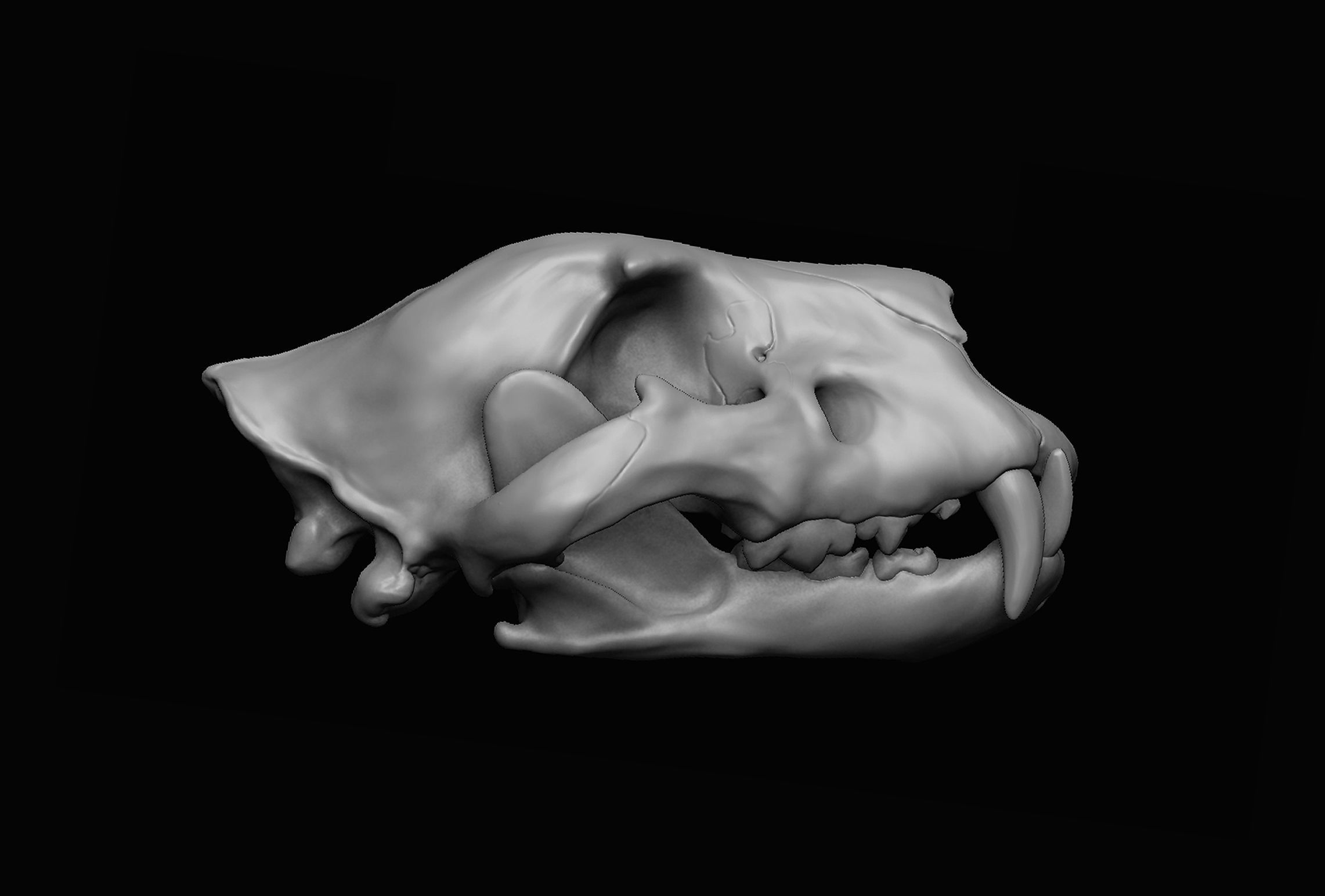 Lion Skull 3D print 3D model_5