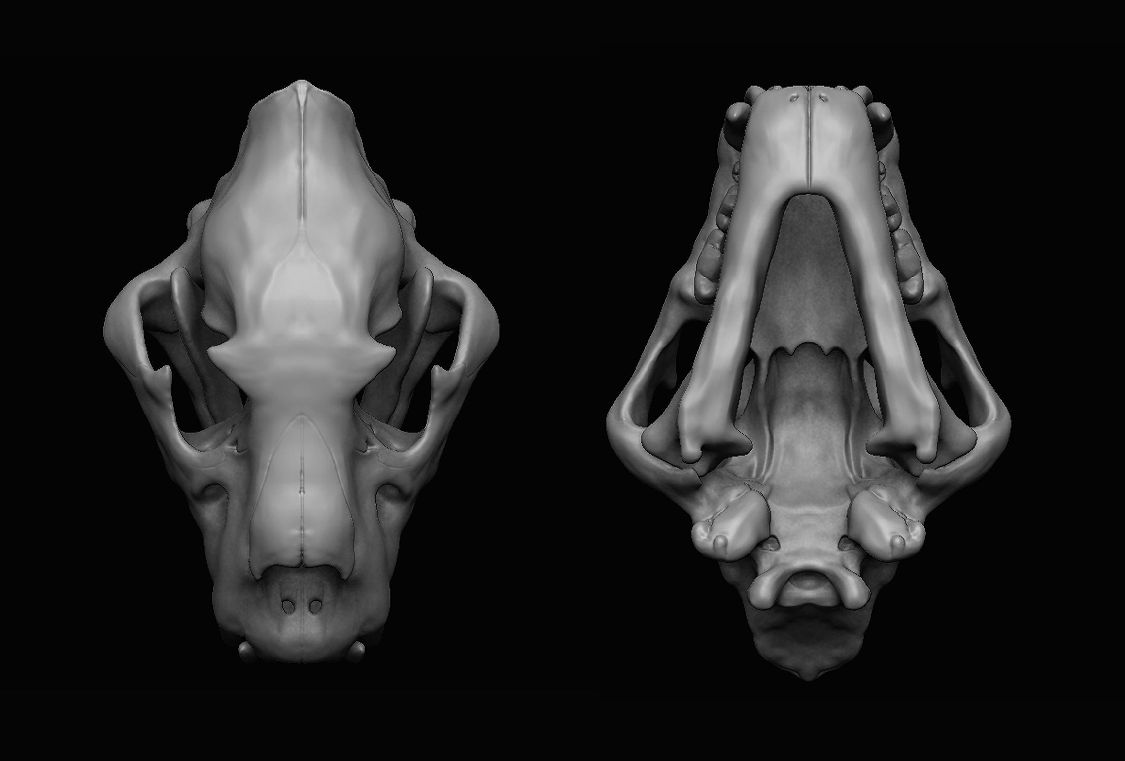 Lion Skull 3D print 3D model_2