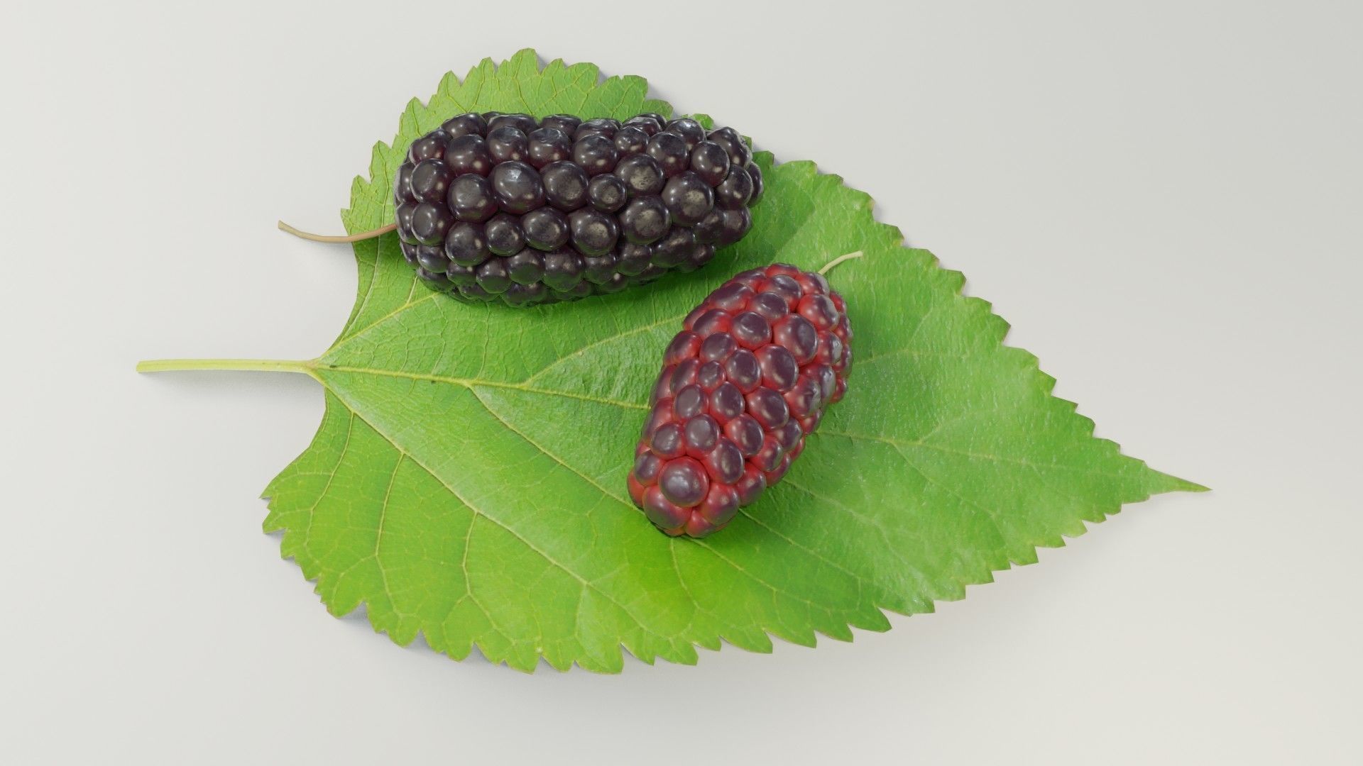 Mulberry 3D Model two berries on leaf 3D model_13