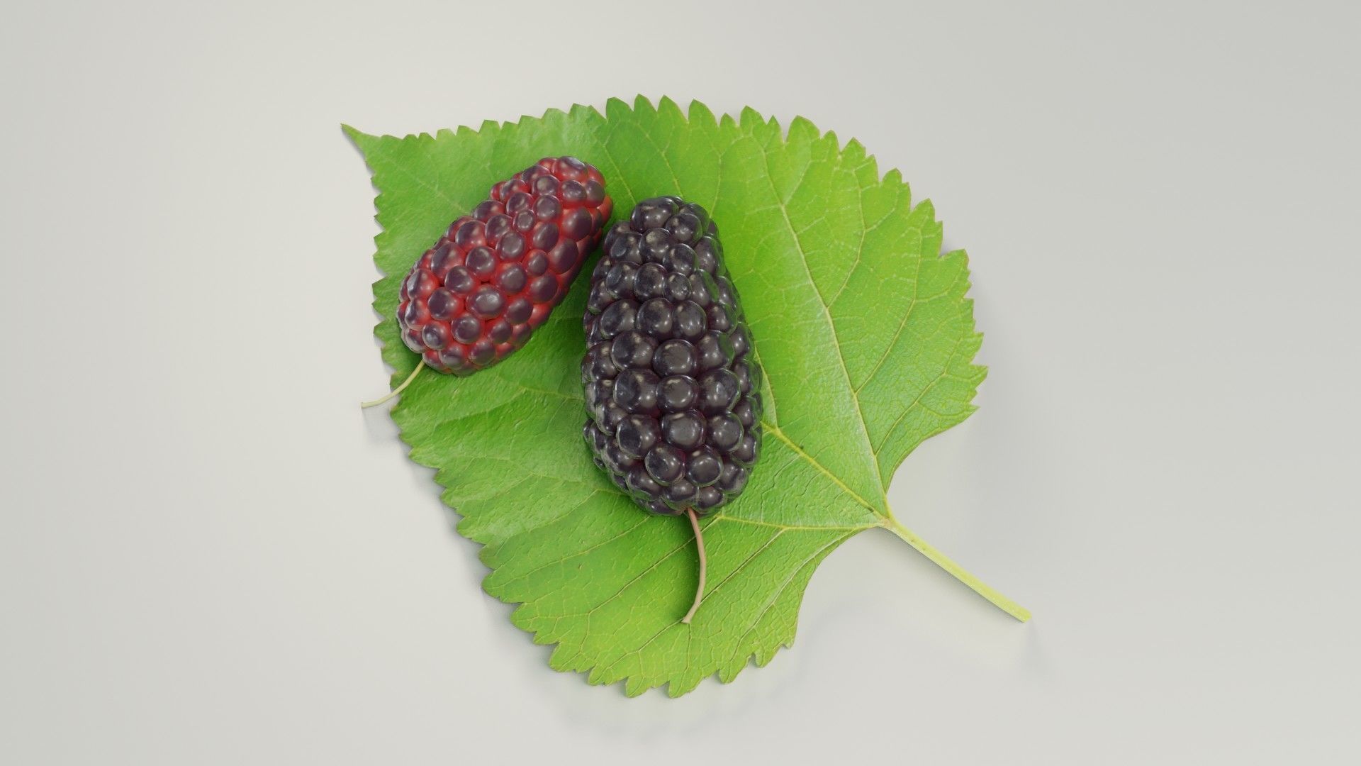Mulberry 3D Model two berries on leaf 3D model_9
