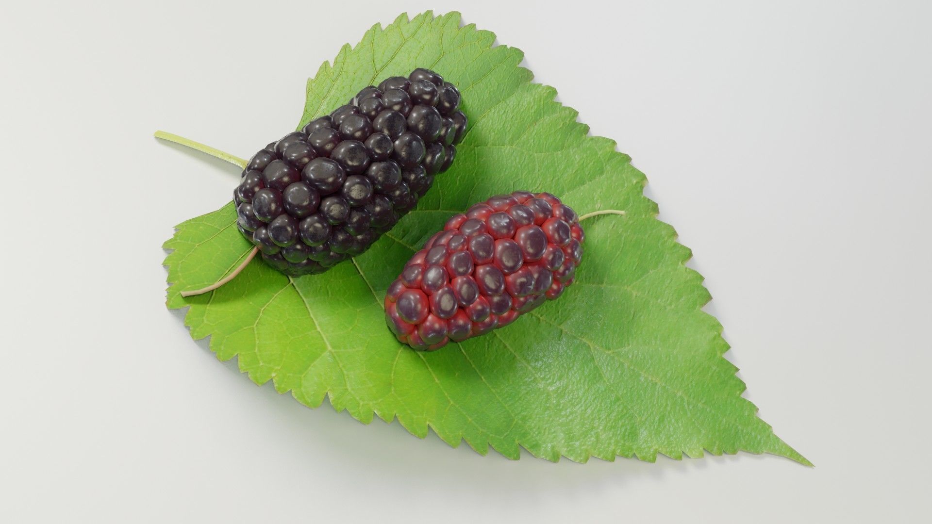 Mulberry 3D Model two berries on leaf 3D model_18