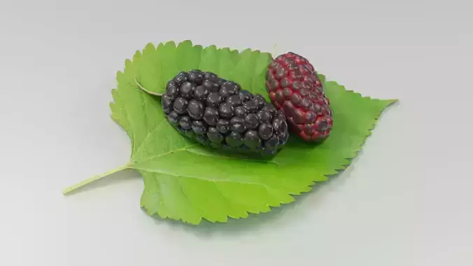 Mulberry 3D Model two berries on leaf 3D model