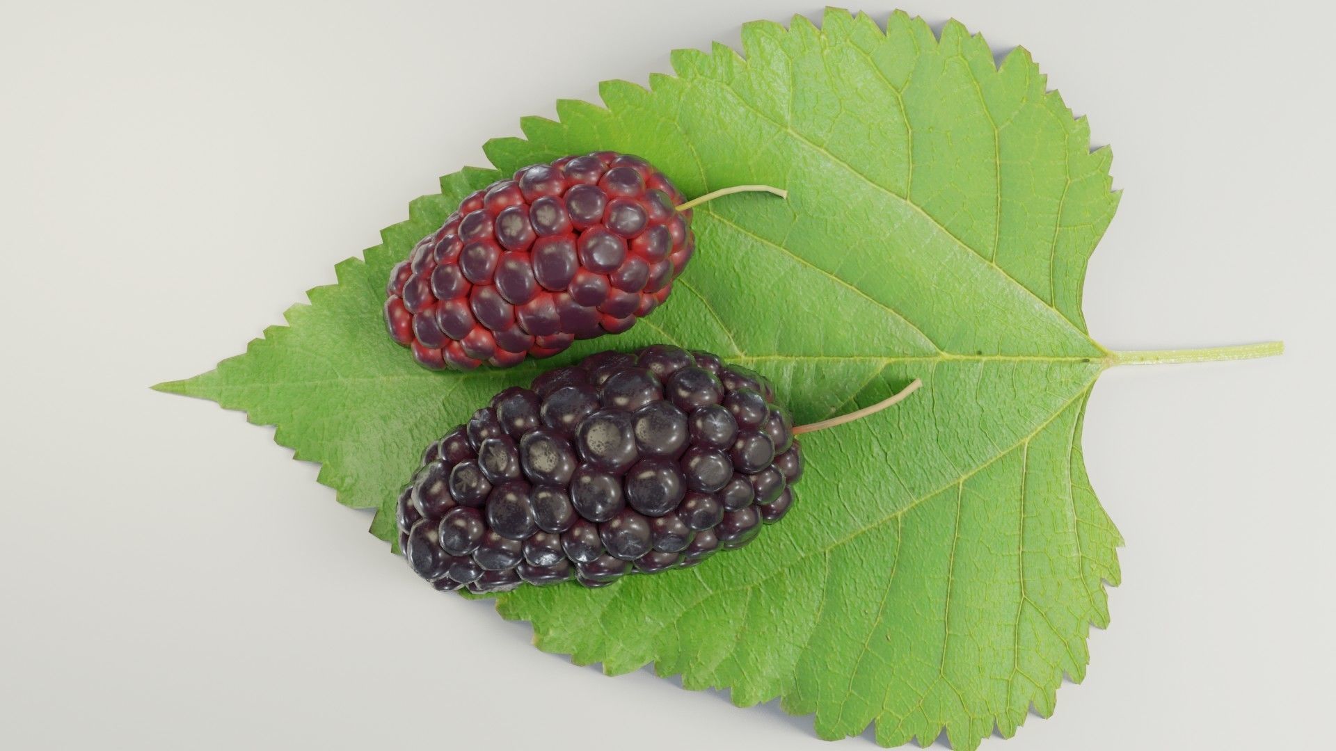 Mulberry 3D Model two berries on leaf 3D model_32