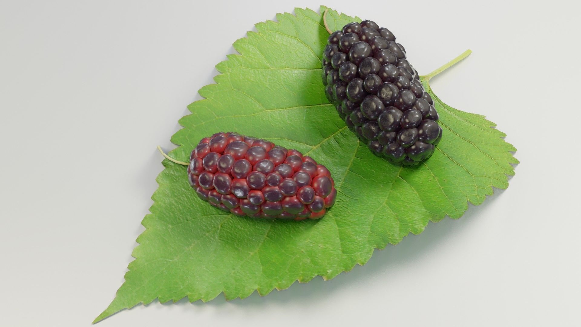 Mulberry 3D Model two berries on leaf 3D model_29