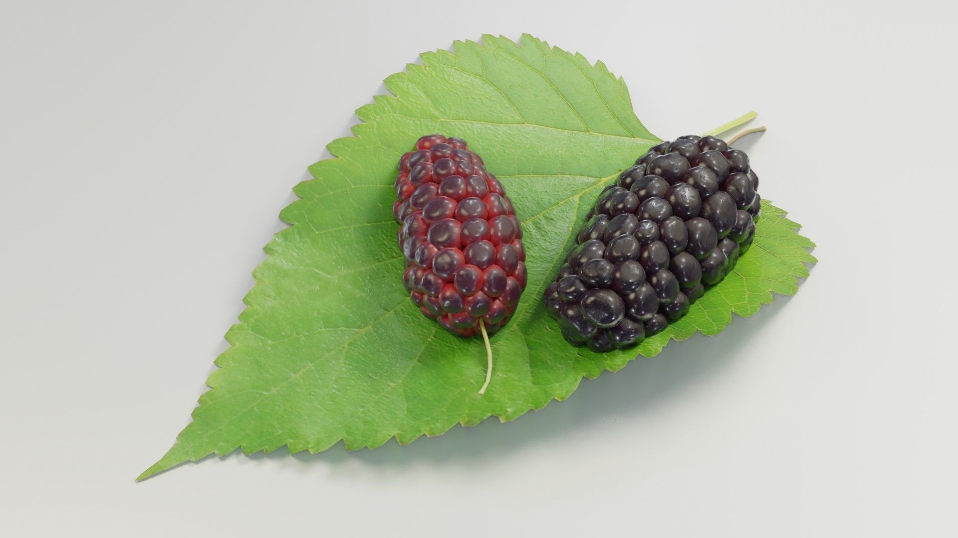 Mulberry 3D Model two berries on leaf 3D model_20