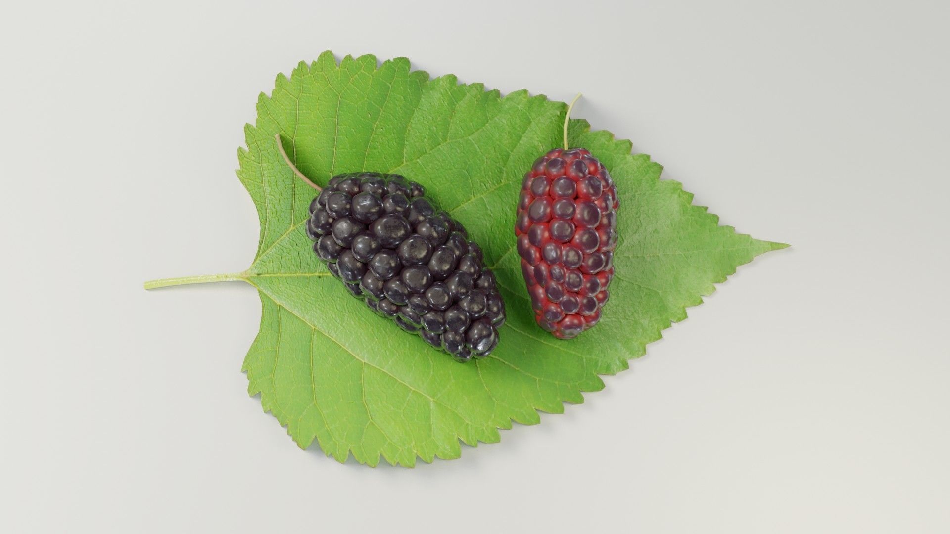 Mulberry 3D Model two berries on leaf 3D model_8