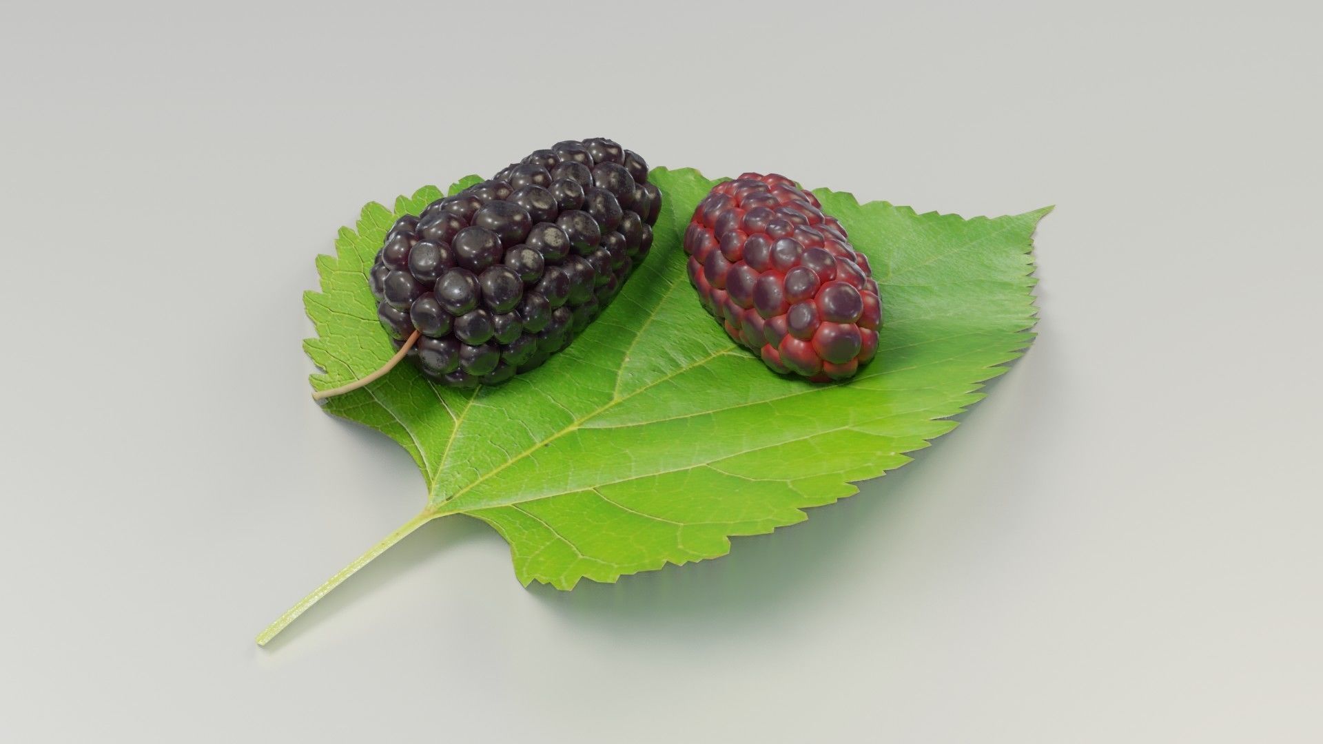 Mulberry 3D Model two berries on leaf 3D model_14