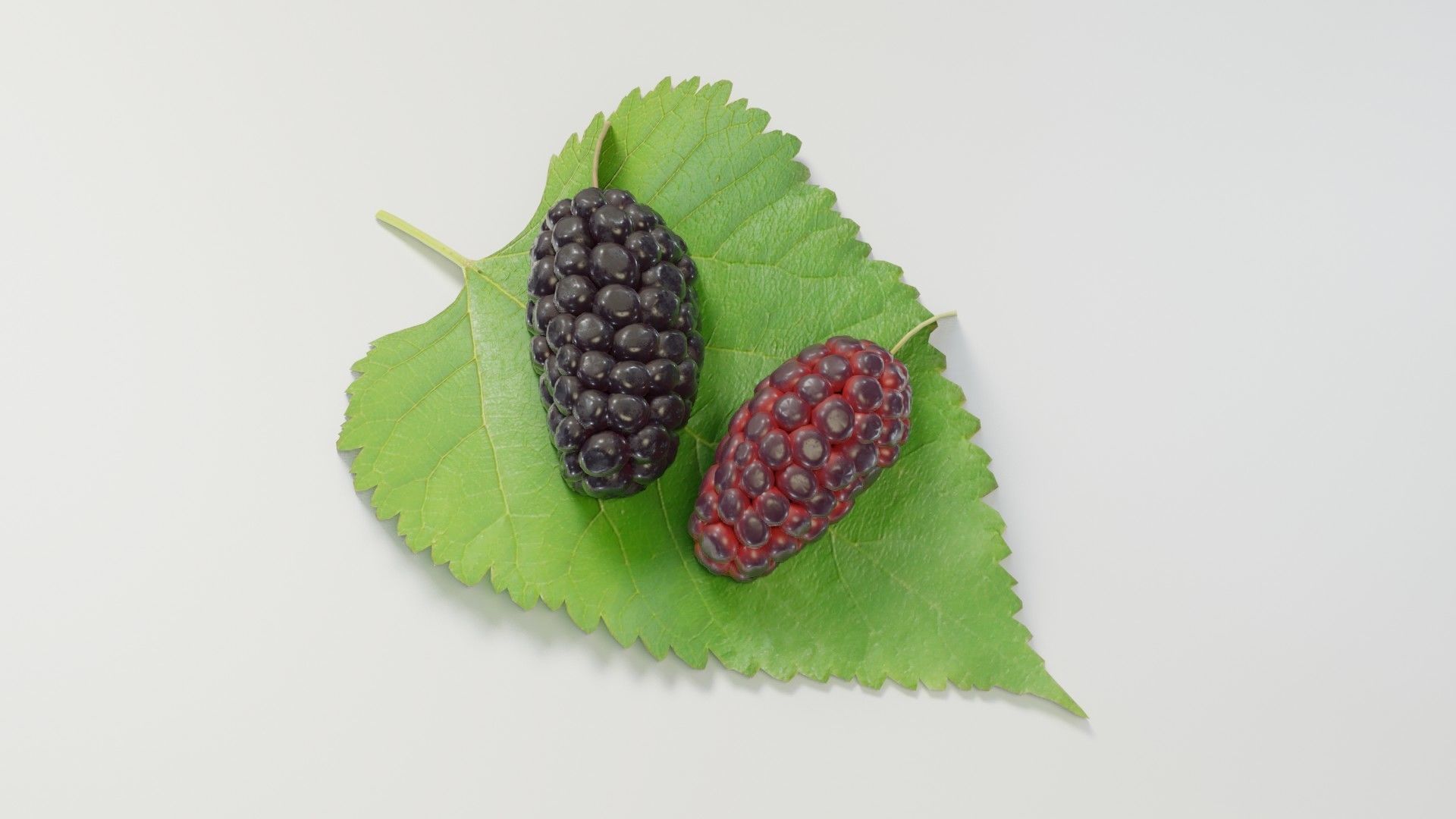 Mulberry 3D Model two berries on leaf 3D model_2