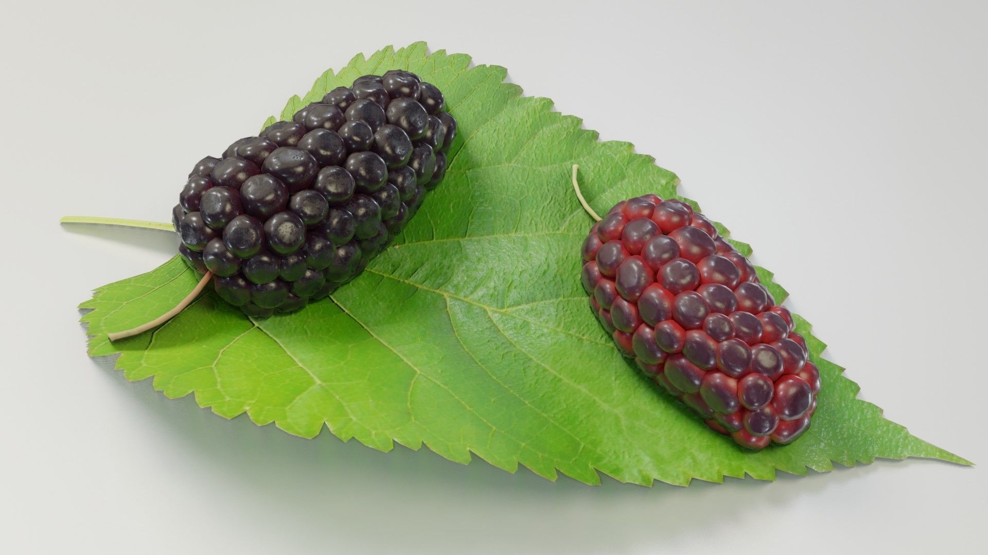 Mulberry 3D Model two berries on leaf 3D model_23