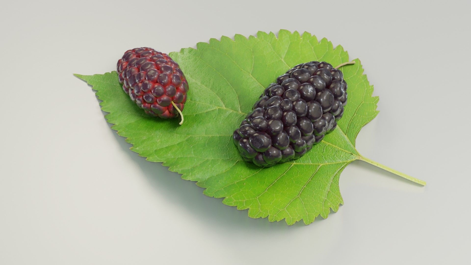 Mulberry 3D Model two berries on leaf 3D model_26