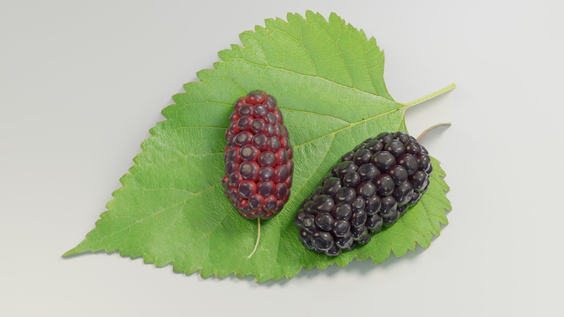 Mulberry 3D Model two berries on leaf 3D model_11