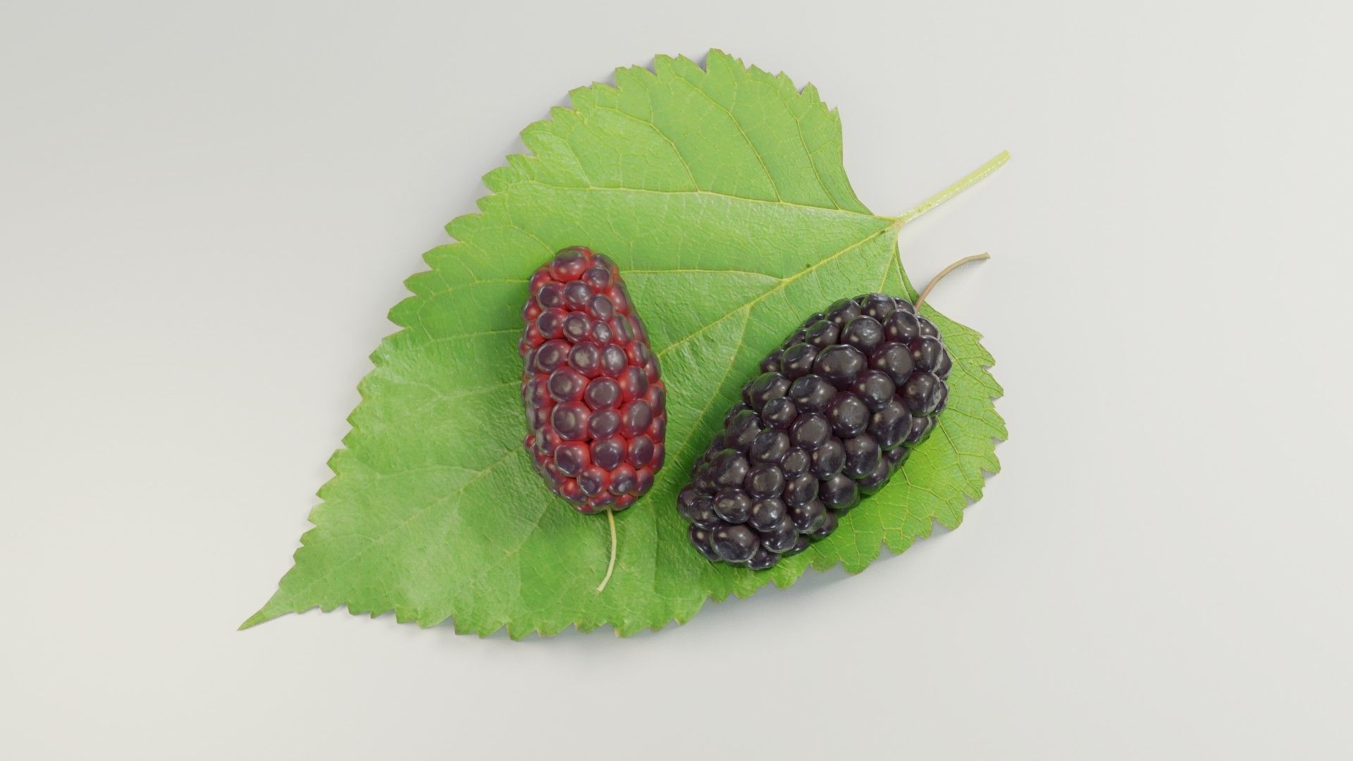 Mulberry 3D Model two berries on leaf 3D model_15